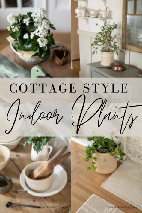 Cottage Style Indoor Plants Traditional House Decor, Pine And Prospect Home, Pine And Prospect, Style Plants, Simple Cottage, Indoor Plant Wall, Hanging Plant Wall, Best Indoor Plants, Houseplants Indoor