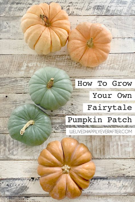 Fairytale Pumpkins, Diy Pumpkin Patch, When To Plant Pumpkins, Pumpkin Plant, Squash Flowers, Pumpkin Patch Kids, Pumpkin Patch Birthday, Best Pumpkin Patches, Planting Pumpkins