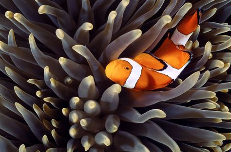 Symbiosis: The Art of Living Together | National Geographic Society Zoology Project, Clownfish And Sea Anemone, Symmetry In Nature, Sea Anemone, Natural Ecosystem, Symbiotic Relationships, Apex Predator, Marine Environment, Living Together