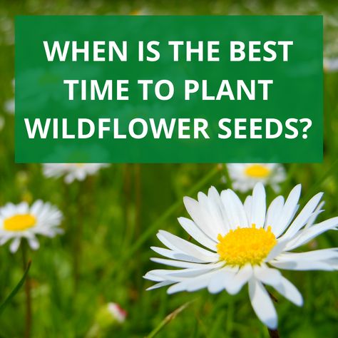 Planting Wild Flowers Garden Ideas, Planting Wild Flowers Seeds, Planting Wildflower Seeds In Fall, Wild Flower Seeds Planting, Wild Flower Planters, Michigan Wildflowers Native Plants, Wildflower Seeds Planting, When To Plant Wildflower Seeds, How To Plant Wildflower Seeds