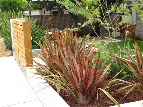 Phormium 'Firebird' - New Zealand Flax Garden Ideas Nz, Child Friendly Garden, Plants For Small Gardens, New Zealand Flax, Contemporary Landscape Design, Florida Garden, Front Yard Decor, Modern Outdoor Spaces, Modern Front Yard