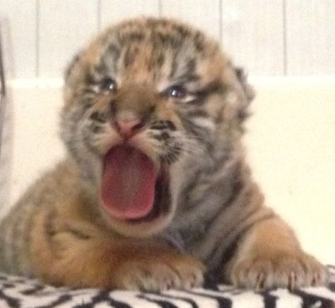 Tiger Pfp, Cute Tiger Cubs, Bonney One Piece, Funny Tiger, Tiger Baby, Baby Tigers, Tiger Girl, Tiger Cubs, Animal Encounters