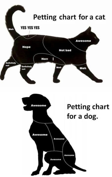 petting chart Katt Grejer, Most Beautiful Cat, Beautiful Cats Pictures, Cat Vs Dog, Cat Language, Bad Behavior, Kitten Care, Beautiful Cat Breeds, Most Beautiful Cat Breeds