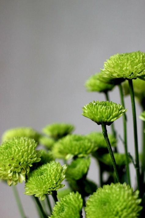 green chrysanthemum - Green Flowers November Bujo, Green Chrysanthemum, Midnight City, Tom Burke, Chrysanthemum Flower, Green Flowers, Chrysanthemum, Love Flowers, My Flower