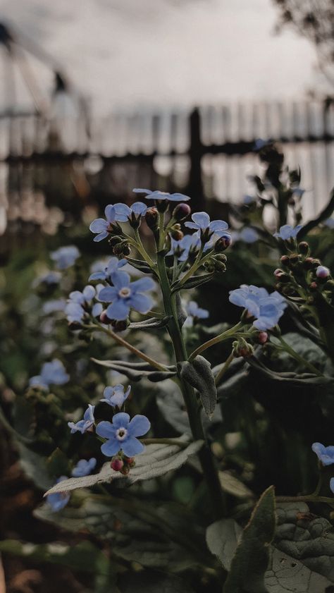 Rustic Blue Aesthetic, Blue Cottagecore Aesthetic, Blue Flowers Aesthetic, Dusty Blue Flowers, Blue Cottagecore, Blue Core, Rustic Blue, Flowers Aesthetic, Cottagecore Aesthetic