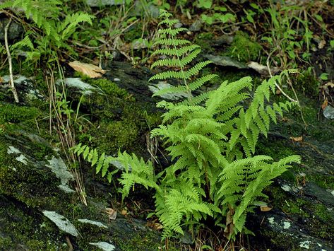 Hay-scented Fern Hay Scented Fern, Maidenhair Fern, Longwood Gardens, Garden Planning, Fern, State Parks, Wild Flowers, Yard, Plants