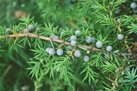 Saining not smudging is a form of ritual purification and lustration in scottish folk magic practices here we discuss how to carry it out and avoid appropriation. Scottish Folklore, Magic Practice, Cow Nose, Scots Pine, Pine Candle, Cinnamon Orange, Traditional Witchcraft, Folk Magic, Sign Of The Cross