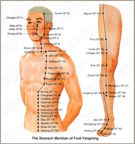 The Stomach Meridian of Foot-YangMing (ST) Spleen Meridian, Stomach Meridian, Meridian Acupuncture, Acupuncture Points Chart, Polarity Therapy, Meridian Points, Pregnancy Massage, Energy Medicine, Acupuncture Points