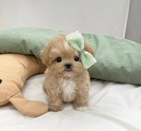 Poodle Cute, Puppy Teacup, Tattoo Animals, Cute Fluffy Puppies, Biewer Yorkie, Teacup Chihuahua Puppies, Cute Fluffy Dogs, Cute Puppies And Kittens