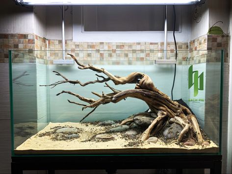 Axolotl Tank, Nature Tank, Biotope Aquarium, Aquarium Architecture, Fish Aquarium Decorations, Fish Tank Themes, Aquarium Lamp, Taman Air, Diy Fish Tank