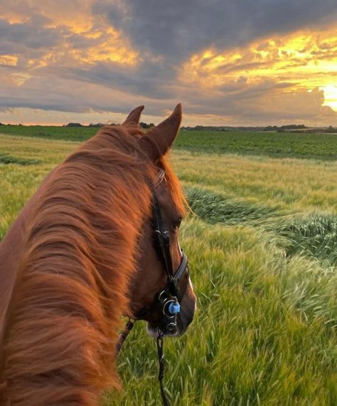 Horsey Life, Cute Horse Pictures, Equestrian Aesthetic, Horse Wallpaper, Horse Aesthetic, Chestnut Horse, Pretty Animals, Equestrian Life, Cute Horses