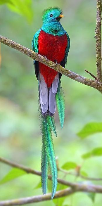 Look out for the elusive Quetzal in Costa Rica. The national bird of Guatemala; it is an iconic bird in all of Latin America. Most Beautiful Birds, Rare Birds, Colorful Bird, Airbrush Art, All Birds, Exotic Birds, Tropical Birds, Pretty Birds, Colorful Birds