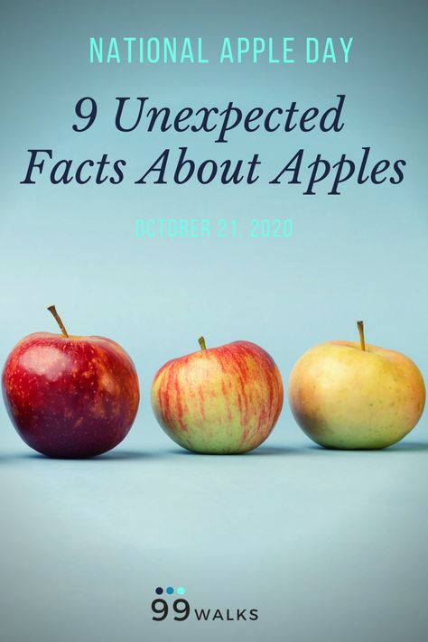 When the air turns crisp and the leaves turn the color of a sunset, it means apples are ripe for the picking. People all over the country flock to apple orchards to select the perfect apples to turn into scrumptious treats from pies and crisps, to applesauce and apple cider, jellies and butters. So today, in celebration of National Apple Day, we wanted to share nine fun and unexpected facts about apples. Apple Crunch Day Activities, National Apple Day, Apple Facts For Kids, Apple Trivia, Apple Poem, Apple Memes, Apple Facts, Apple Day, Memory Care Activities