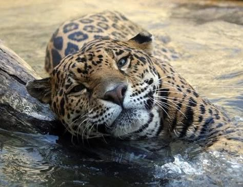 . Jaguar Animal, Tattoo Nature, Apex Predator, Pretty Animals, Animal Sketches, Large Cats, Big Cat, Hyena, Amazing Facts