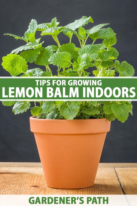 Growing Lemon Balm Indoors, How To Grow Lemon Balm, Growing Lemon Balm, Lemon Balm Plant, Preserve Fresh Herbs, How To Grow Lemon, Growing Herbs Indoors, Bucket Gardening, Basil Seeds