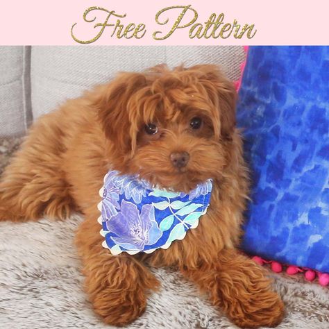 Have the best dressed dog in town and get a free dog bandana pattern in 4 sizes. Including instructions and a sew along video, this is an easy project. Dog Bandanas Pattern Over The Collar, Free Dog Bandana Pattern, Dog Bandana Pattern, Tea Towels Diy, Hair Ties Diy, Bandana Pattern, Over The Collar Dog Bandana, Diy Cat Toys, Collars Diy