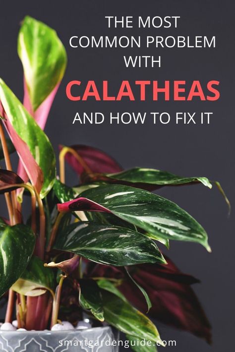 How to stop your calathea leaves curling. Calathea care can be tricky if you don't provide just the right conditions. Learn the 5 reasons why calathea leaves curl and how to fix it. Plant Jungle, Inside Garden, Calathea Plant, Plant Care Houseplant, Smart Garden, Indoor Plant Care, Indoor Gardens, Plant Decor Indoor, Garden Guide