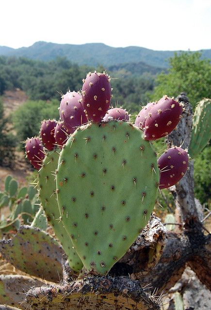 Coast Prickly Pear Cactus Paintings, Prickly Cactus, Cactus Seeds, Herb Garden Design, Pear Cactus, Cactus Painting, Prickly Pear Cactus, Desert Cactus, Healthy Garden