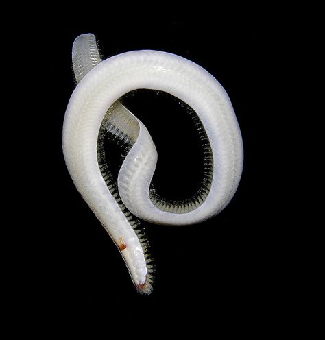 Euthalenessa oculata - a very fragile sigalionidae worm // click for more photos Sea Alien, Velvet Worm, White Worms, Marine Invertebrates, Cnidaria, Kingdom Animalia, Call Of Cthulhu, Creepy Crawlies, Night Art