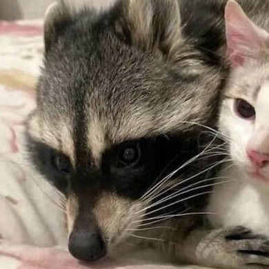 Matching Racoons Pfp, Raccoons And Cats, Raccoon Couple Pfp, Raccoon Profile Picture, Raccoon And Cat Matching Pfp, Raccoon Matching Pfp Couple, Matching Pfp Couple Animals, Matching Raccoon Pfps, Racoon Matching Pfp