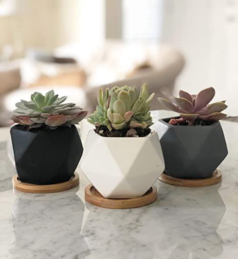 Ceramic Succulent Pots, Cactus Plant Pots, Modern Plant Stand, Succulent Planters, Ceramic Planter Pots, Ceramic Succulent, Bamboo Tray, Flower Pot Garden, Mini Succulents