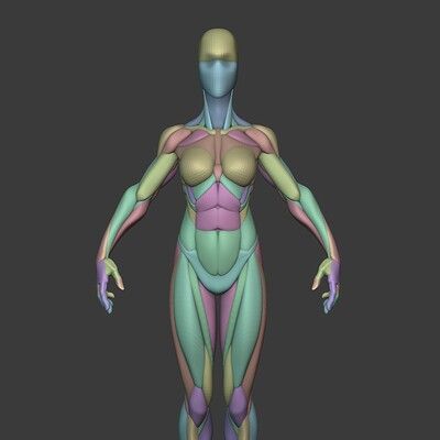 ArtStation - Stylized Female Anatomy Female Hulk, Stylized Anatomy, Blender Character Modeling, Leg Anatomy, 3d Anatomy, Female Anatomy Reference, Zbrush Character, Basic Anatomy And Physiology, Man Anatomy