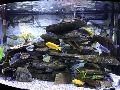 Chiclids Tank Ideas, Aquarium Themes, Cichlid Tank, African Cichlid Aquarium, Cichlid Aquarium, Cool Fish Tanks, African Cichlids, Cool Fish, Aquarium Design