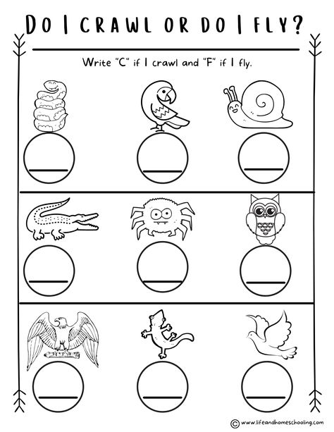 Your little learner will definitely have fun learning about animals using these easy preschool-kindergarten science "all about animal" printable worksheets. Animal Science Activities, Where Do I Belong, Animal Kindergarten, Preschool Animals, Fun Worksheets For Kids, Activity Worksheet, Toddler Homeschool, Animal Worksheets, Kindergarden Activities