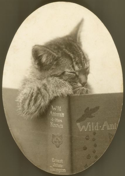 Cat with Book. Wisconsin Historical Society c.1905. A cat, which appears to be dozing, is posed with an open copy of Ernest Seton-Thompson's "Wild Animals I Have Known." Behind Blue Eyes, Cat Books, Vintage Cat, Cats Meow, Historical Society, Crazy Cat Lady, Beautiful Cats, Cat Photo, Crazy Cats