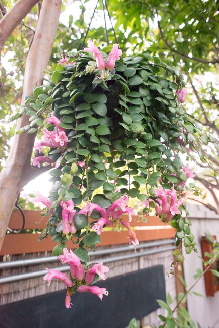 Pink Lipstick Plant (Aeschynanthus radicans) Twisted Lipstick Plant, Hanging Plants Diy, Flowering House Plants, Lipstick Plant, Indoor Flowering Plants, Flower Pot Design, Hanging Plants Indoor, Indoor Plant Care, House Plants Decor