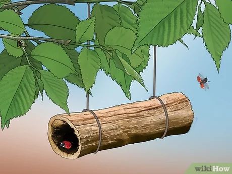 3 Ways to Attract Ladybugs - wikiHow Ladybug Habitat Diy, Ladybug House Diy, Ladybug Habitat, Preschool Folder, Build A Frog, How To Attract Bats, Attract Bats, Ladybug House, Companion Gardening