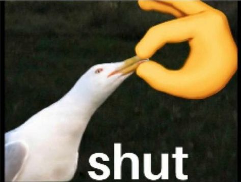 Bird Meme, Barbie Jokes, What Meme, Dark Jokes, Cute Jokes, Jokes Pics, Meme Stickers, Cartoon Memes, Funny Reaction Pictures