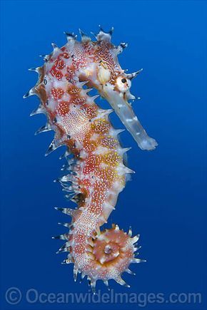 Thorny Seahorse (Hippocampus histrix). Found throughout tropical West Pacific, southern Japan to the Coral Sea, including Great Barrier Reef, Australia. Seahorse Images, Thorny Seahorse, Seahorse Photo, Seahorse Photography, Seahorse Image, Sea Dragons, Creature Marine, Sea Horses, Coral Sea