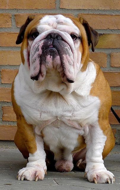 Dog Tattooes, Dog Aesthetics, Tattoos Dog, Lovers Tattoo, Dogs Tattoo, Aesthetic Dogs, Dogs Aesthetic, Cute Bulldog Puppies, People Images