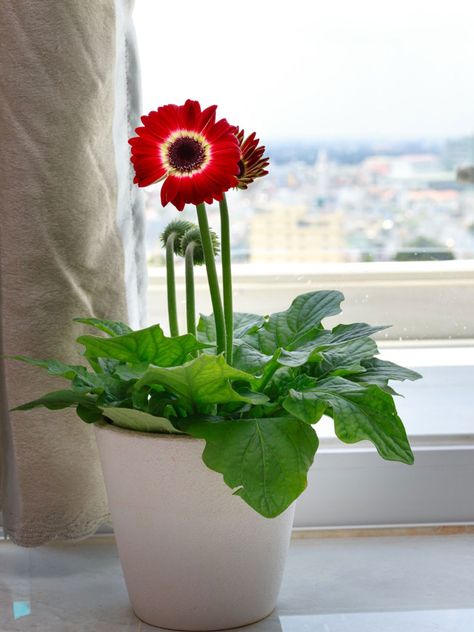 Gerbera Daisy Care, Gerbera Plant, Dracaena Plant, Winter Care, Gerber Daisy, Gerbera Daisies, Chinese Evergreen, Overwintering, Gerber Daisies