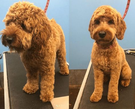 Cockapoo Grooming Guide (2020): Step by Step 13 Labradoodle Haircut Style, Cockapoo Haircut, Cockapoo Grooming, Labradoodle Haircut, Labradoodle Grooming, Goldendoodle Haircuts, Goldendoodle Grooming, Puppy Haircut, Dog Grooming Styles