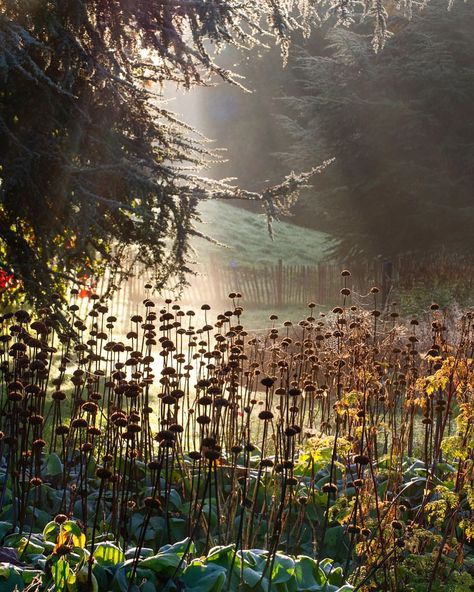 Borders Instagram, Phlomis Russeliana, November 3, Cool Plants, Fall Foliage, Borders, Plants, On Instagram, Instagram