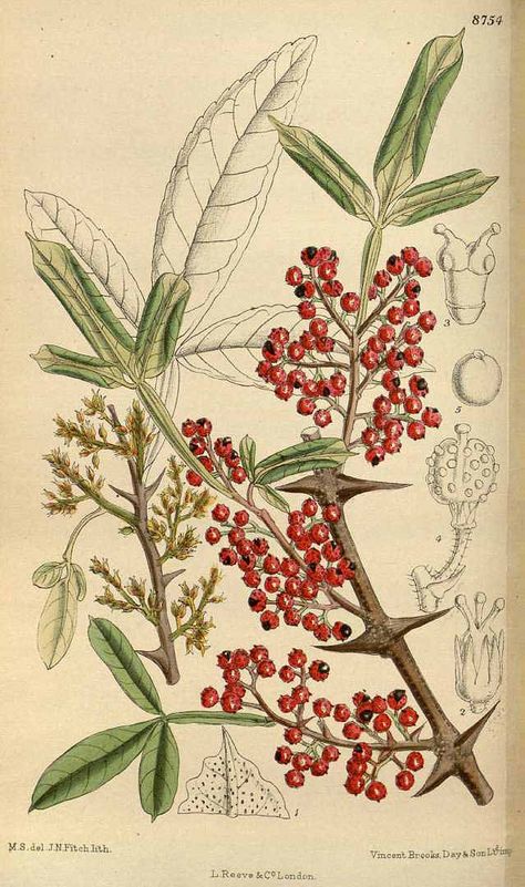 Toothache Tree (Zanthoxylum armatum DC. ) Sichuan Pepper, Missouri Botanical Garden, Parts Of A Plant, Tree Illustration, Native American Tribes, Tree Tattoo, Plant Illustration, Bonsai Tree, Botany