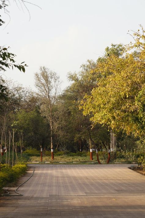 green trees beside gray concrete road during daytime photo – Free Path Image on Unsplash Concrete Pathway, Background Zepeto, Background For Editing, Street Image, Gray Concrete, Picture Tree, Blurred Background Photography, Photo Background Images Hd, Blur Photo Background