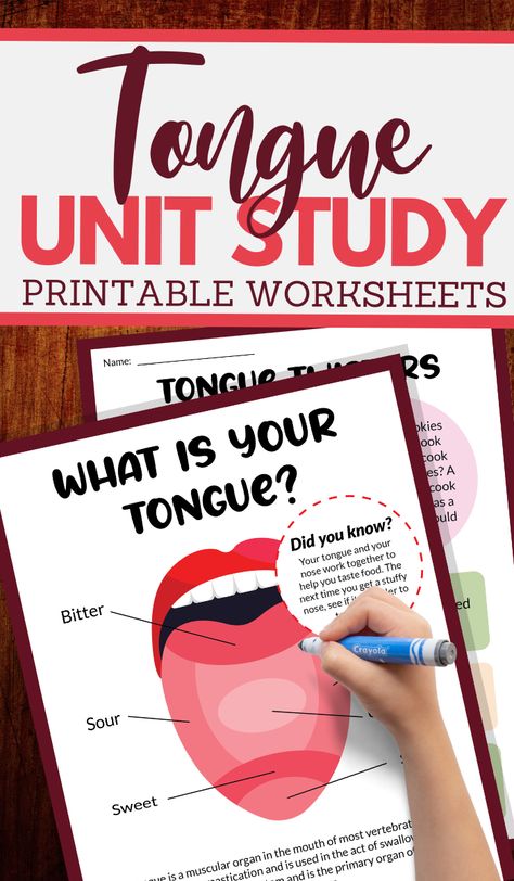 Homeschooling Worksheets, Human Tongue, Taste Sense, Homeschooling Activities, My Five Senses, Test For Kids, Sense Of Taste, Sensory Games, Anatomy Lessons