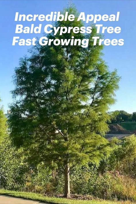 Incredible Appeal Bald Cypress Tree an Easy to Grow Tree for any Yard an easy to grow tree for any size yard #trees #gardening Yard Trees, Bald Cypress Tree, Growing Trees, Bald Cypress, Fast Growing Trees, Cypress Trees, Patio And Garden, Growing Tree, Fast Growing