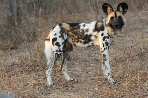 🔥 African wild dog with particularly contrasting markings : NatureIsFuckingLit Crazy Nature, Crafts Animals, Quotes Light, Aesthetic Forest, Wild Dog, African Wild Dog, Animals Pictures, Photography Makeup, Unusual Animals