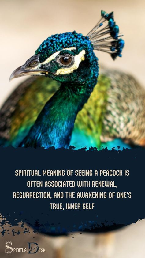 he spiritual meaning of seeing a peacock is often associated with renewal, resurrection, and the awakening of one’s true, inner self. As a symbol of purity, beauty, and spiritual elevation, the peacock signifies a deep connection to the divine and the potential for personal growth and transformation. #beautygram #transformation #growth #potential Peacock Spiritual Meaning, Peacock Meaning, Peacock Facts, Spiritual Elevation, Totem Animals, Animal Spirit, Spiritual Transformation, The Awakening, Divine Grace