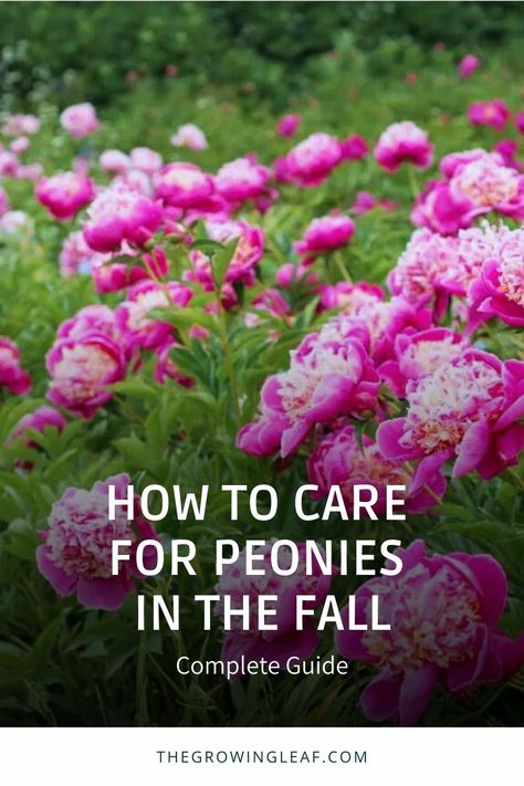 Peony Care, Planting Peonies, Growing Peonies, Fragrant Plant, Peonies Garden, Fall Plants, Garden Care, Fragrant Flowers, Greenhouses