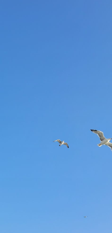 1989 Seagulls Wallpaper, Seagulls Aesthetic, Seagull Aesthetic, Seagull Wallpaper, Blue Sky Wallpaper, Mac Wallpaper, Beach Wallpaper, Pretty Sky, Important People