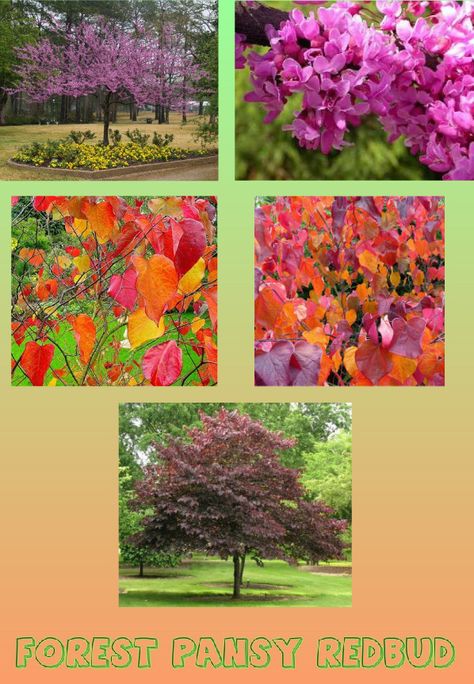 Forest pansy redbud - all season poster Forest Pansy Redbud, Forest Pansy, Feature Tree, Flower Trees, Shrubs For Privacy, Residential Landscaping, Redbud Tree, Chinese Garden, Ornamental Trees