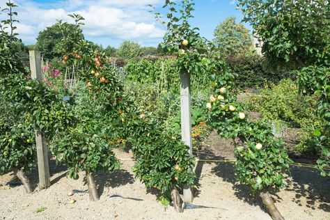 Columnar Fruit Trees, Cordon Fruit Trees, Cordon Apple Tree, Trained Fruit Trees, Columnar Apple Tree, Planting Bare Root Fruit Trees, Columnar Trees, Fruit Tree Garden, Espalier Fruit Trees