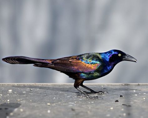 Grackle Tattoo, Common Grackle, Cool Birds, Cool Animals, Sunny Afternoon, Animal Reference, Pretty Animals, Animal References, Creature Feature