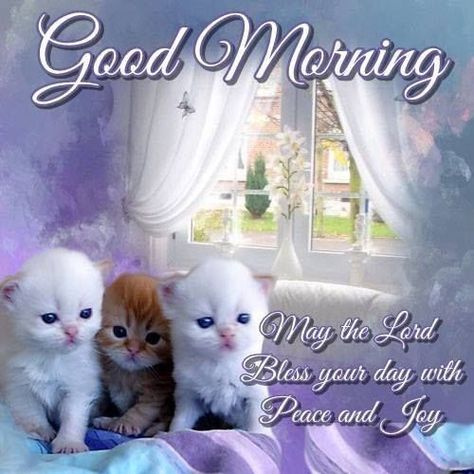 Good Morning Boyfriend Quotes, Blessed Sunday Morning, Blessed Morning Quotes, Good Morning Cat, Good Morning Thursday, Quote Pictures, Good Evening Greetings, Morning Cat, Peaceful Night