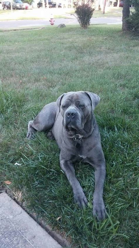 Blue Cane Corso Cane Corso Grey Blue, Cane Corso Grey, Black Cane Corso Dog, King Corso Dog, King Corso, Blue Cane Corso, Cana Corso, Black Cane Corso, Cane Corso Kennel